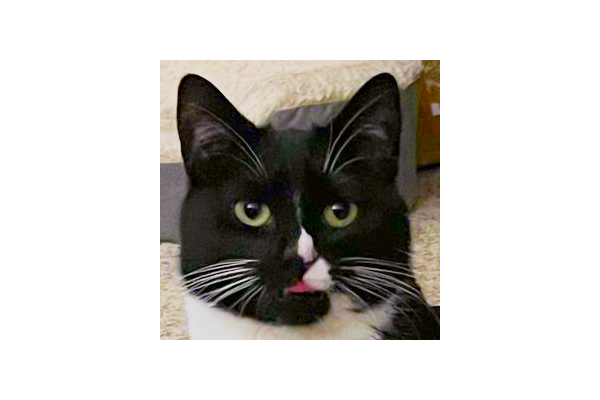 a photo of Burger the Cat. she's a tuxedo cat and she looks like she has devil horns